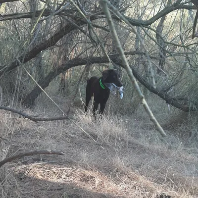 Chasse en Camargue : la saison est ouverte, mais pas n’importe où...
