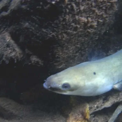 [ Société ] Anguilles argentées : un parcours semé d’obstacles...