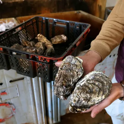 Port-Saint-Louis-du-Rhône : moules et huîtres interdites à la...