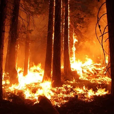 Risque maximal de feux de forêt : 13 massifs fermés dans les...