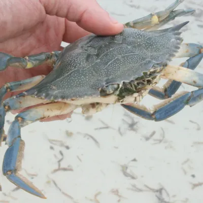 Plus de 1 500 crabes bleus capturés en juillet dans l’étang du Ponant