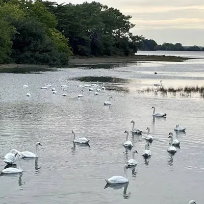 [ Santé ] Grippe aviaire : alerte en Camargue après une forte...