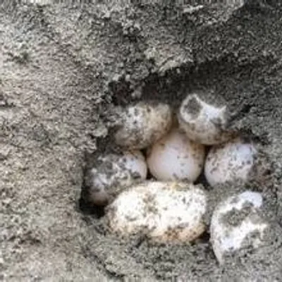 Une nouvelle ponte de tortue caouanne découverte à...