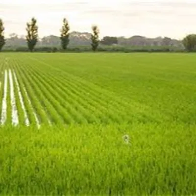 Sécheresse : quelles aides pour les agriculteurs de Camargue ?
