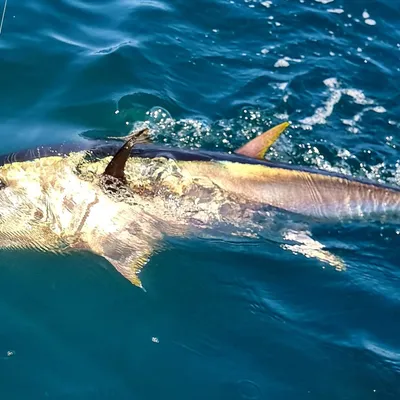 [ Société ] La colère des pêcheurs de loisir face à la nouvelle...
