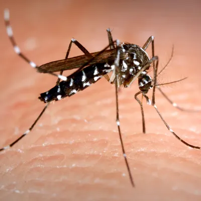 [Société] Le moustique tigre est déjà de retour dans le Gard et les...