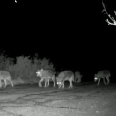 [ Société ] Les éleveurs bovins des Bouches-du-Rhône obtiennent une...
