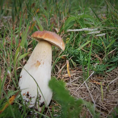 Champignons en Provence : les paniers ressortent, mais les...