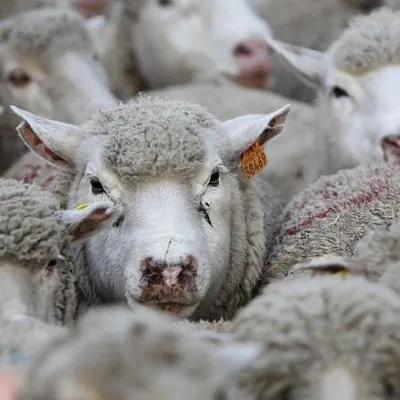 [ Evènement ] Défilé de la Transhumance à Istres : un voyage vivant...