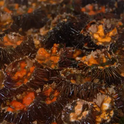 [ Evènement ] Fête de la Mer à Sausset-les-Pins : Trois dimanches...