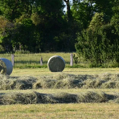 Sécheresse et foin de Crau : le retour de la demande redonne de...