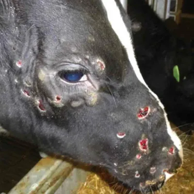 [ AGRICULTURE ] Dermatose nodulaire contagieuse : les mobilisations...