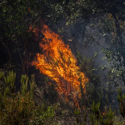 INCENDIE DANS LE GARD : LE FEU DE LÉDENON FIXÉ MAIS TOUJOURS SOUS...