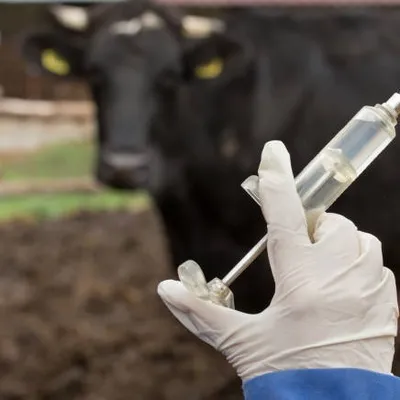 [ Société ] Vaccination accélérée des bovins : le Gouvernement...