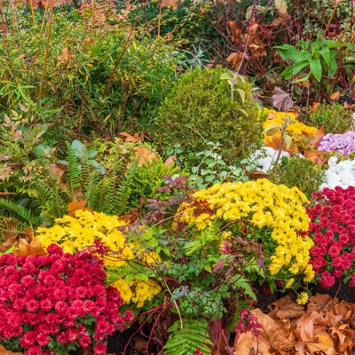 Jardin en Camargue : les bons gestes d’automne pour passer l’hiver...