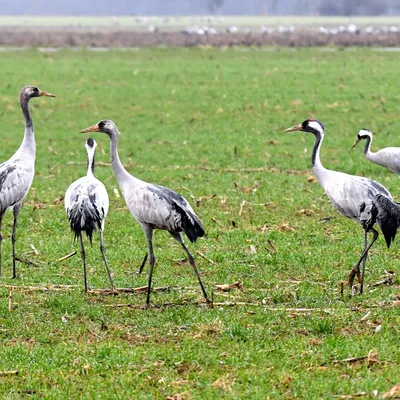 [TERRITOIRE] La Camargue, refuge hivernal majeur pour les grues...