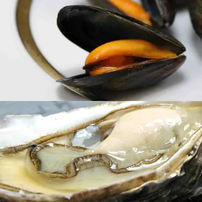 Port-Saint-Louis : face à la mortalité des huîtres et des moules,...
