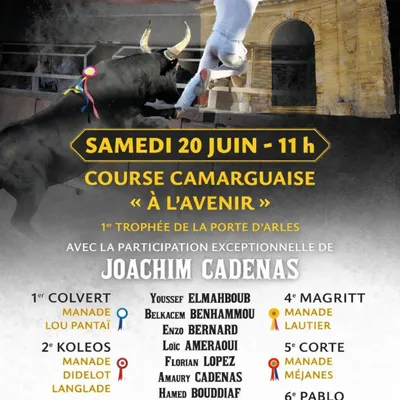 Course camarguaise à l’avenir à Istres : les Arènes Le Palio au...