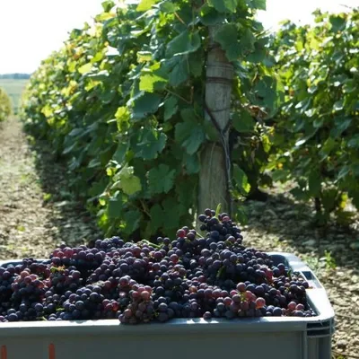 Vendanges en Camargue : un job dating organisé ce matin pour...