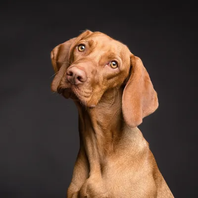 Les chiens aussi prêtent une oreille particulière aux consonnes