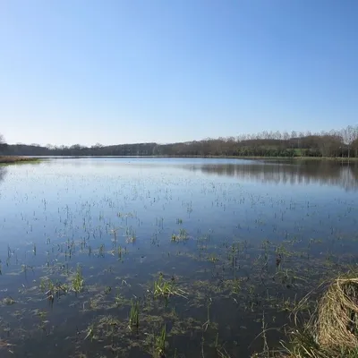 Alerte aux cyanobactéries à Dangeau