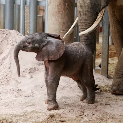 Un heureux événement au ZooParc de Beauval
