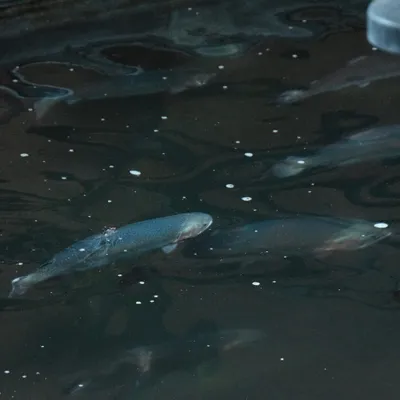 🔊 Le seul saumon d'élevage français grandit à Chartres