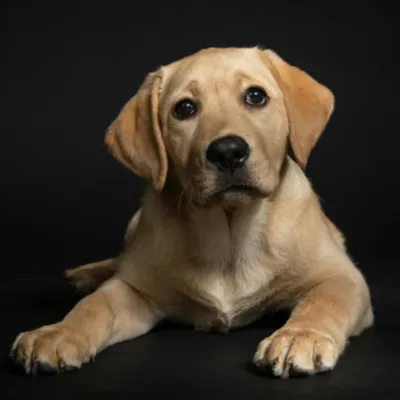 Le salon du bien-être animal revient au jardin Kellermann à Châteaudun