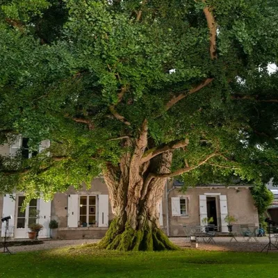 LOIRET – Votez pour l'arbre européen de l'année