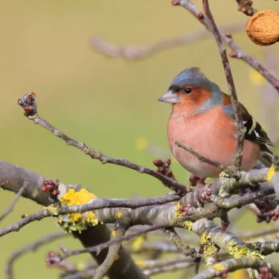 🔊 Dix nouvelles espèces d'oiseaux observées à Louville-la-Chenard