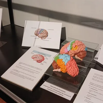  🔊 Une plongée dans les méandres du cerveau au musée de Châteaudun