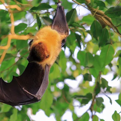 Partez à la découverte des chauves-souris lors d’une soirée...