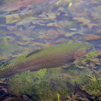 La truite en attendant le brochet en avril !
