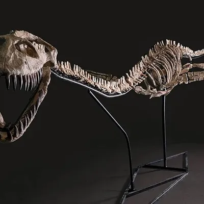 LOIR-ET-CHER - Le roi de la mer au temps des dinosaures aux enchères