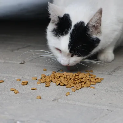 Appel aux dons pour les chats de Champhol