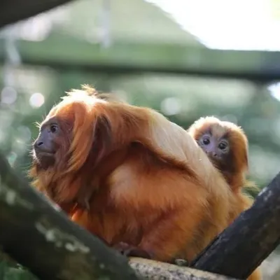LOIR-ET-CHER – Un singe volé à Beauval en 2015 retrouvé en Slovaquie