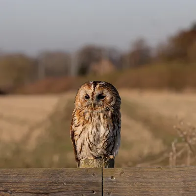 Une nuit de la chouette à Montigny-le-Gannelon