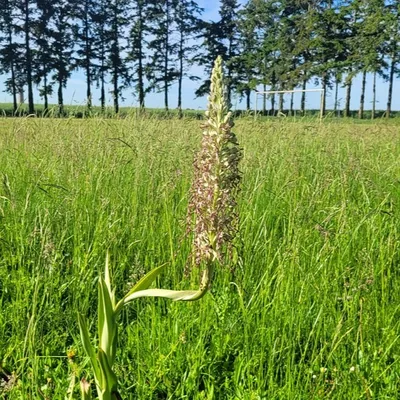 LOIRET - Quand la nature reprend ses droits : deux orchidées...