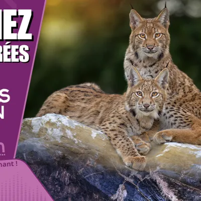 Gagnez vos entrées pour le Domaine des Grottes de Han