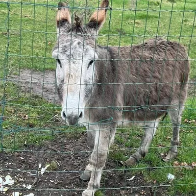 Un âne abandonné sauvé dans le Pas de Calais ! 