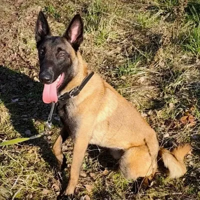 Une belle carrière s'annonce pour un chien qui vient d'être...