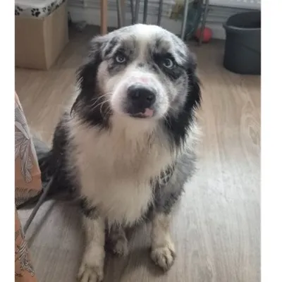 Seul depuis plusieurs mois dans un appartement du Nord, un chien a...