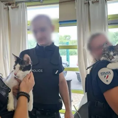 Nord : 2 chats sauvés de la violence de leur propriétaire 