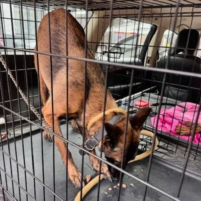 Les gendarmes interviennent dans le Nord pour un chien laissé seul...