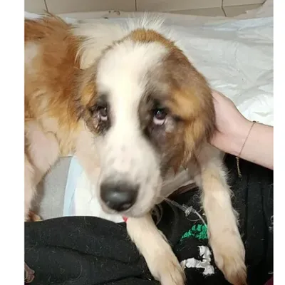 Liévin : une chienne abandonnée dans une cave, sauvée par la...