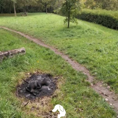 L'horreur à Lille... un chiot calciné a été découvert il y a...