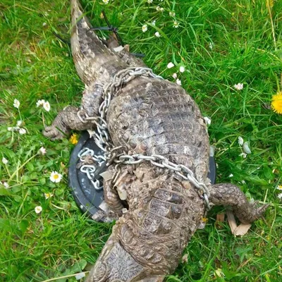 Un crocodile mort découvert à Roubaix 