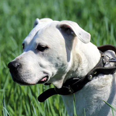 Une fillette mordue par un chien dans le Pas de Calais 