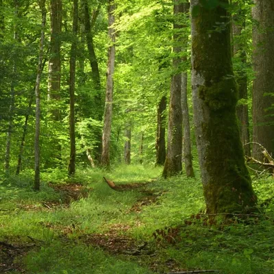 Un nourrisson découvert en lisière de forêt 