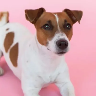 Un homme condamné dans le Nord, pour avoir violé sa chienne 